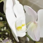 一日葬